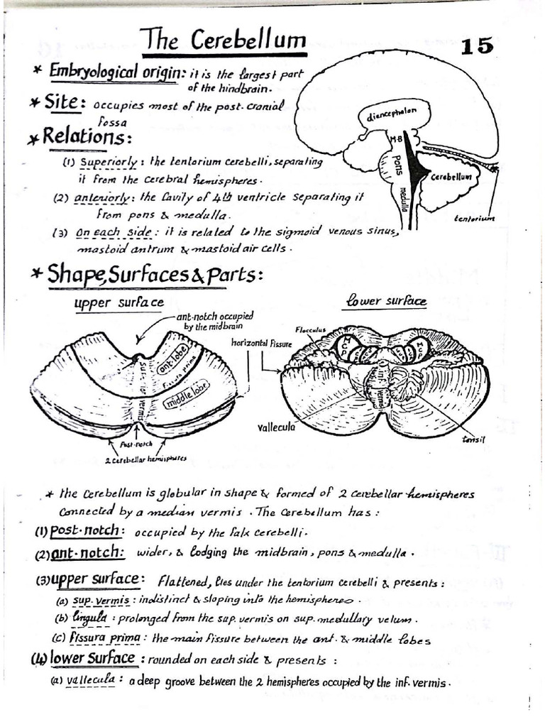 Cerebellum Neuroanatomy Notes | PDF