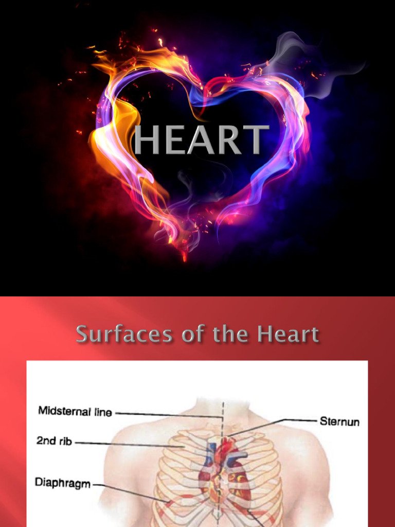 10.1 HEART | PDF | Heart Valve | Heart