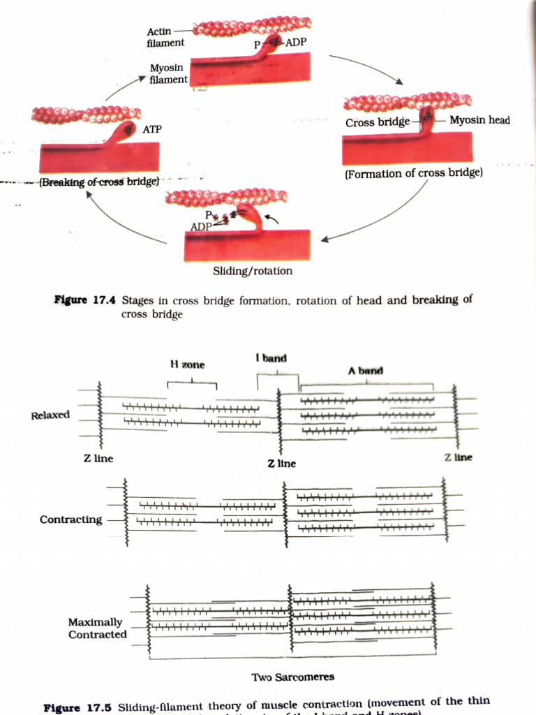 Sliding Filament Theory of Muscle Contraction | PDF