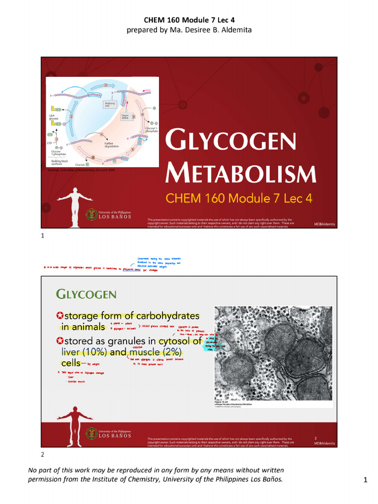 Glycogen Metabolism | PDF | Glycogen | Glucose