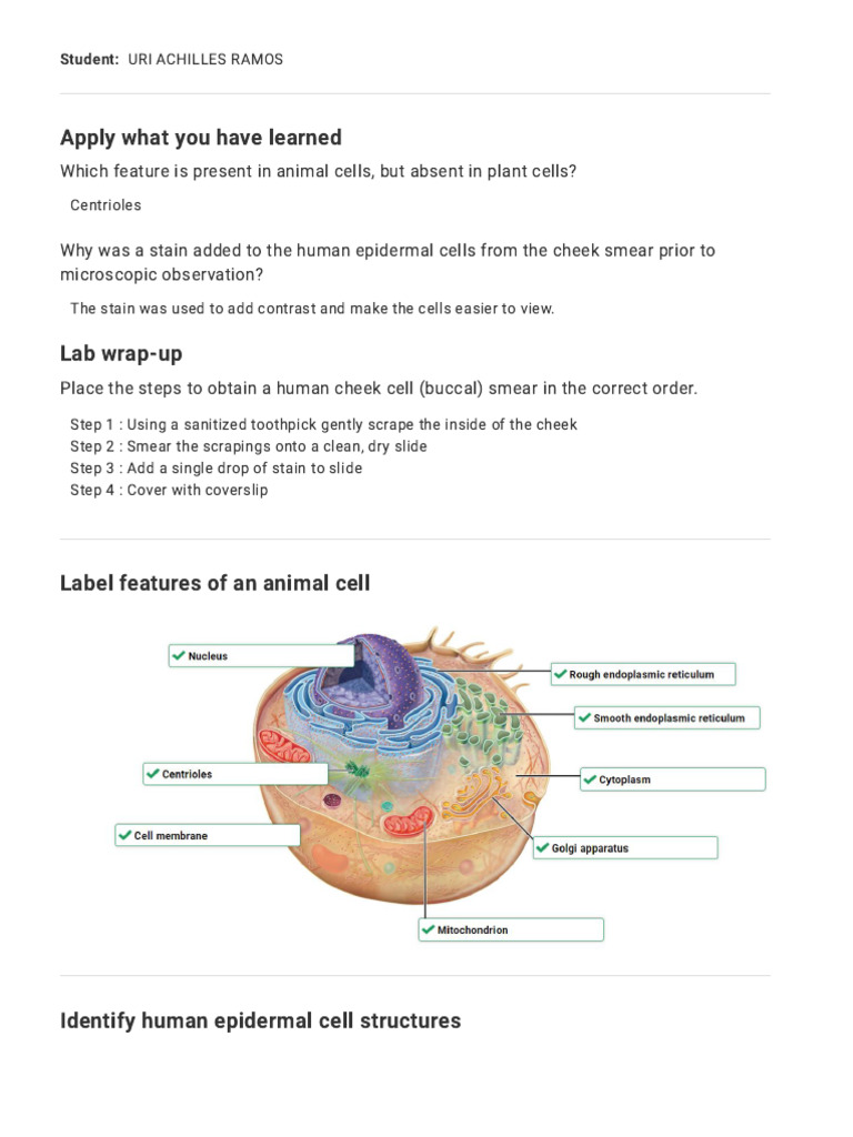 Microscopy - Animal Cells | PDF