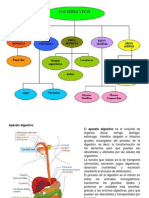 Aparato Digestivo