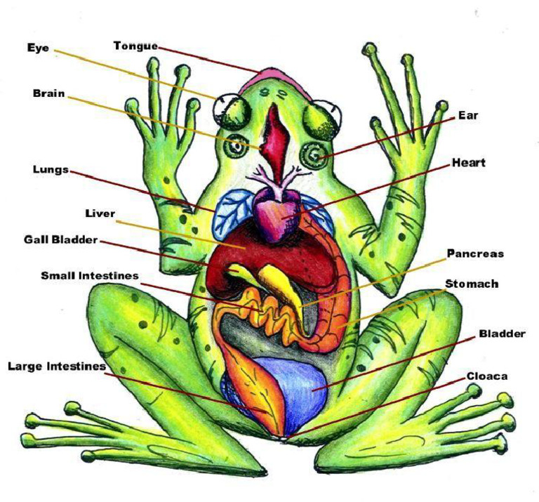 Frog Anatomy Diagram | PDF