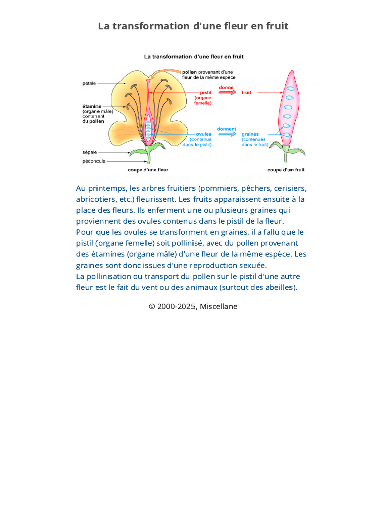 La Transformation D'une Fleur en Fruit - Assistance Scolaire ...