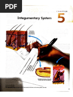 Integumentary System Combining Forms | PDF | Skin | Integumentary System