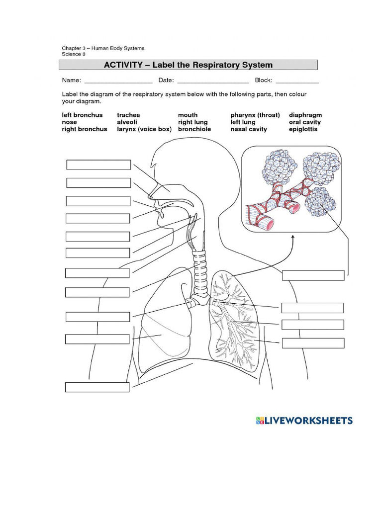 Worksheet 1091694 | PDF