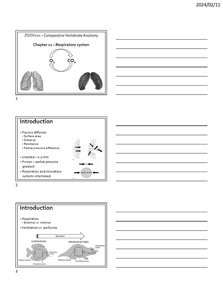 11 Respiratory System Notes | PDF | Respiratory System | Lung