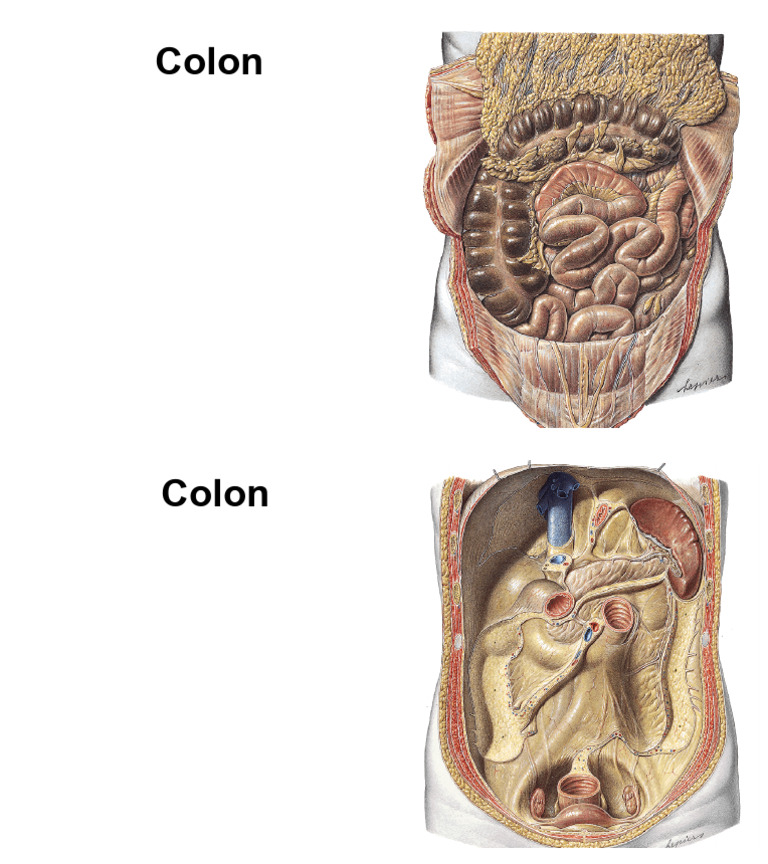 9 Large Intestine | PDF