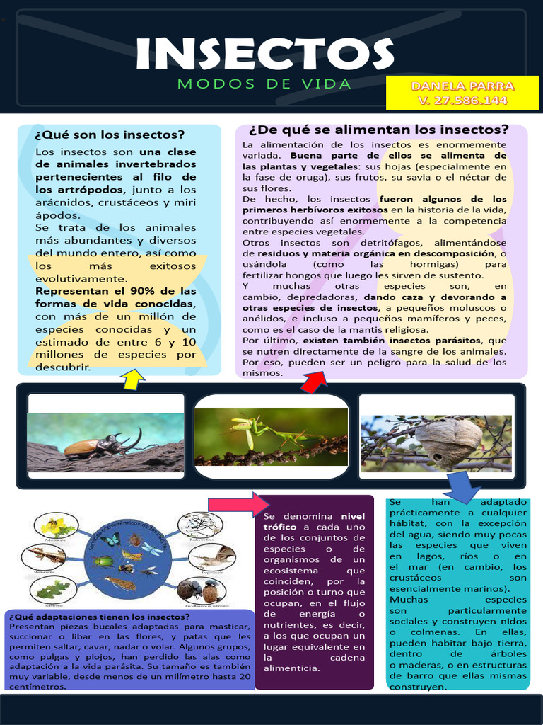 Insecto S | PDF | Insectos | Biología