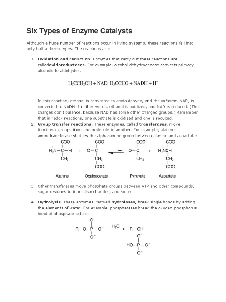 Six Types of Enzyme Catalysts PDF Enzyme Amino Acid