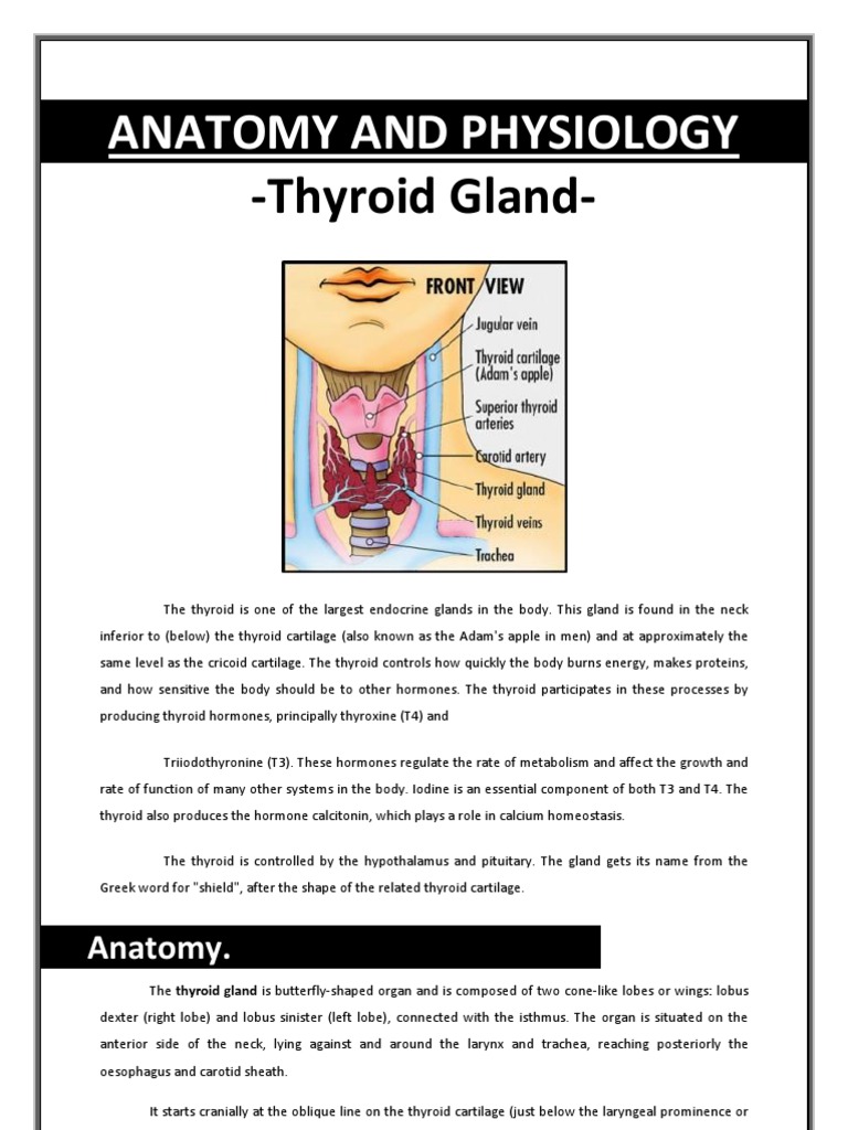 Anatomy and Physiology | PDF | Thyroid | Thyroid Stimulating Hormone