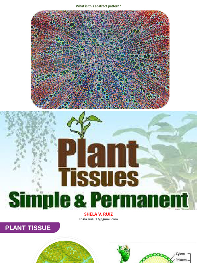 Plant Tissues PPT SVR | PDF
