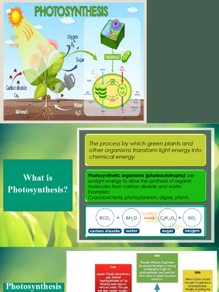 6 General Biology 1 Photosynthesis | PDF | Photosynthesis | Metabolism
