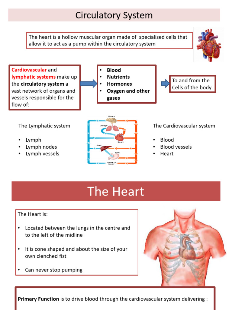 Human Biology Notes | PDF | Circulatory System | Heart