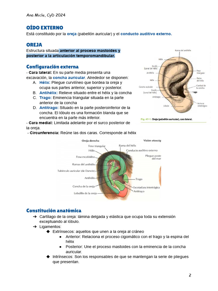Anatomia Oido | PDF | Oído | Cerebelo