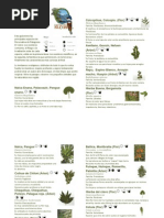 Plantas Nativas del Norte de Chile | PDF | Hogar, jardinería y bricolaje
