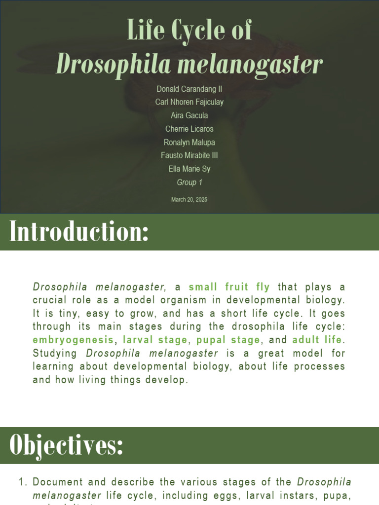 The Life Cycle of Drosophila Presentation | PDF | Pupa | Drosophila ...