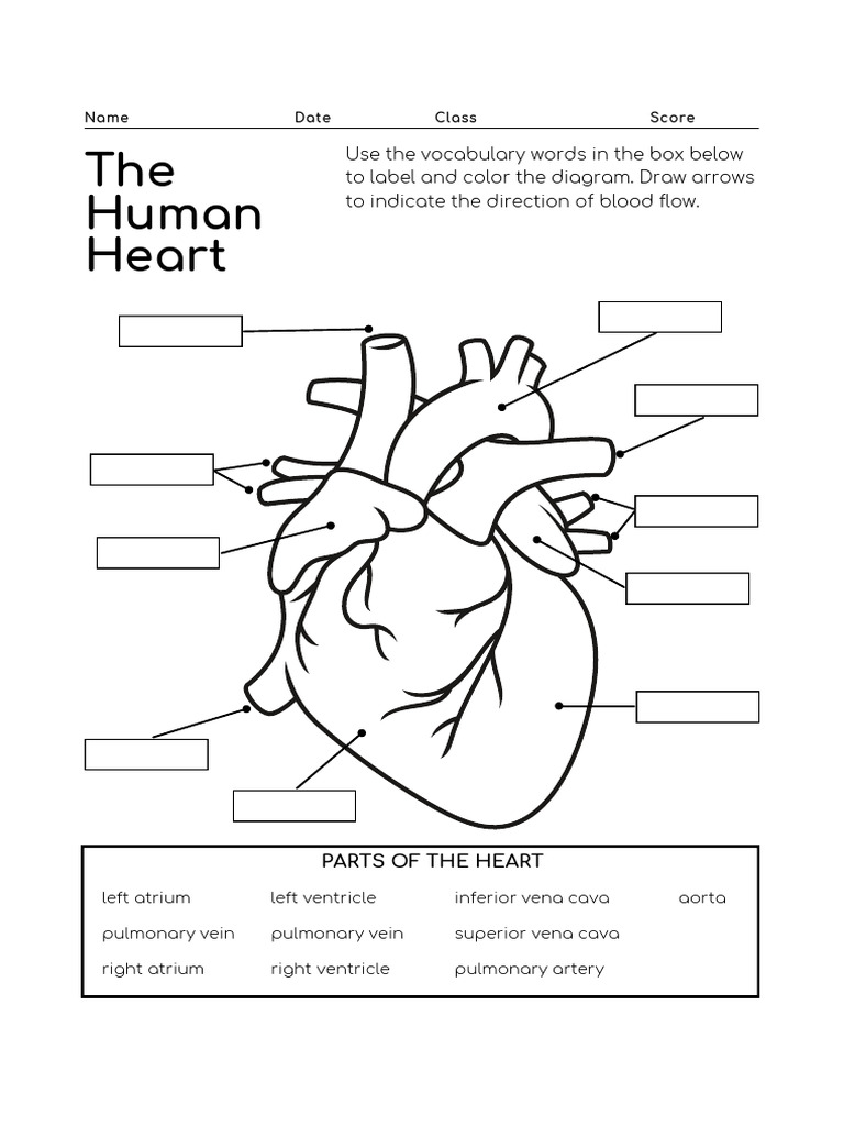 The Human Heart Labelling Worksheet | PDF
