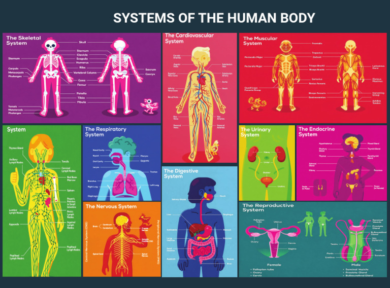 Systems Ofthe Human Body PDF | PDF