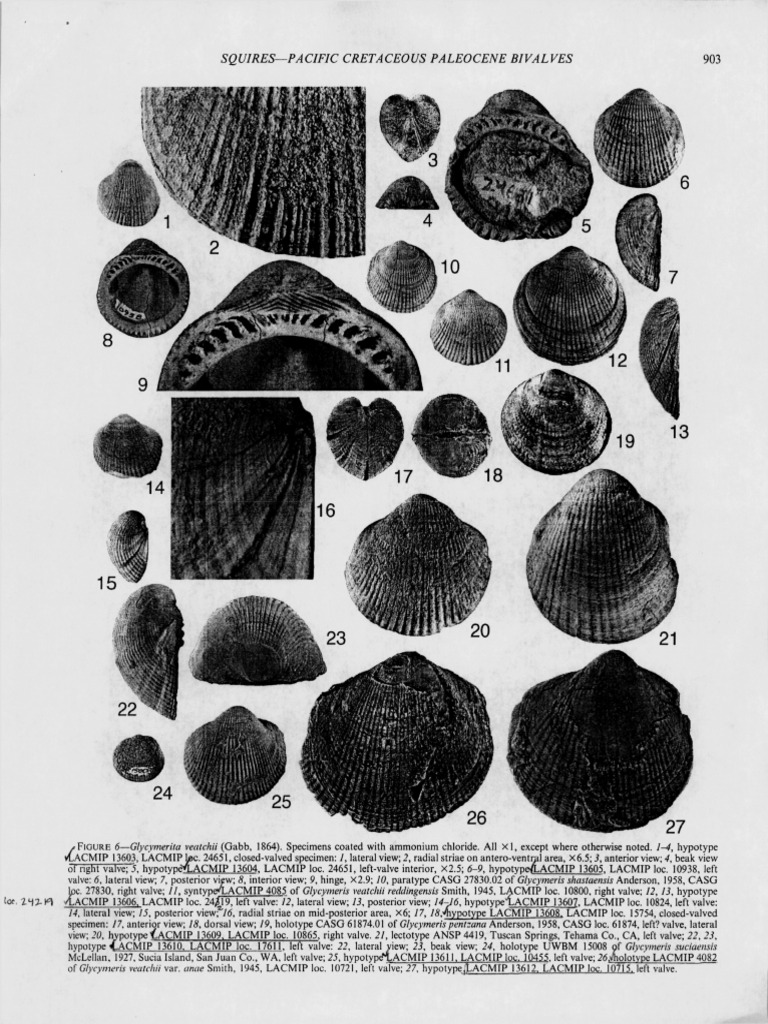 Squires-Pacific Cretaceous Paleocene Bivalves | PDF