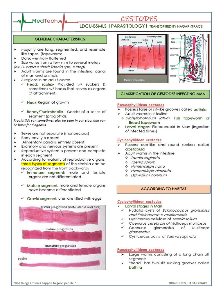 Cestode s | PDF | Parasitology | Medical Specialties