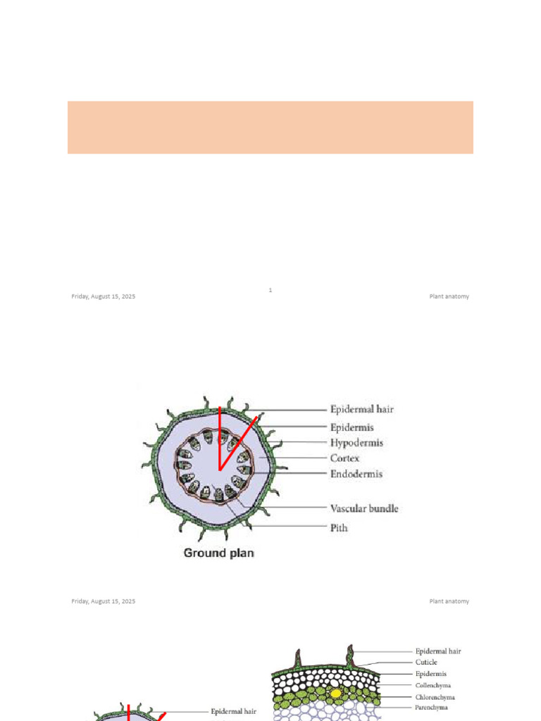 Anatomy-2 | PDF | Plant Stem | Leaf