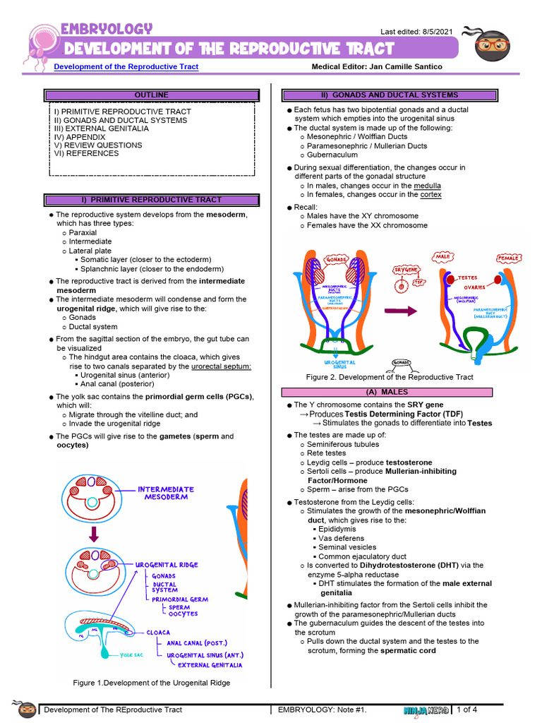 16 Reproductive Tract Development | PDF | Sex | Organ (Anatomy)