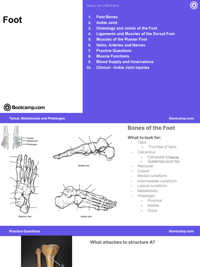 Foot | PDF | Foot | Soft Tissue