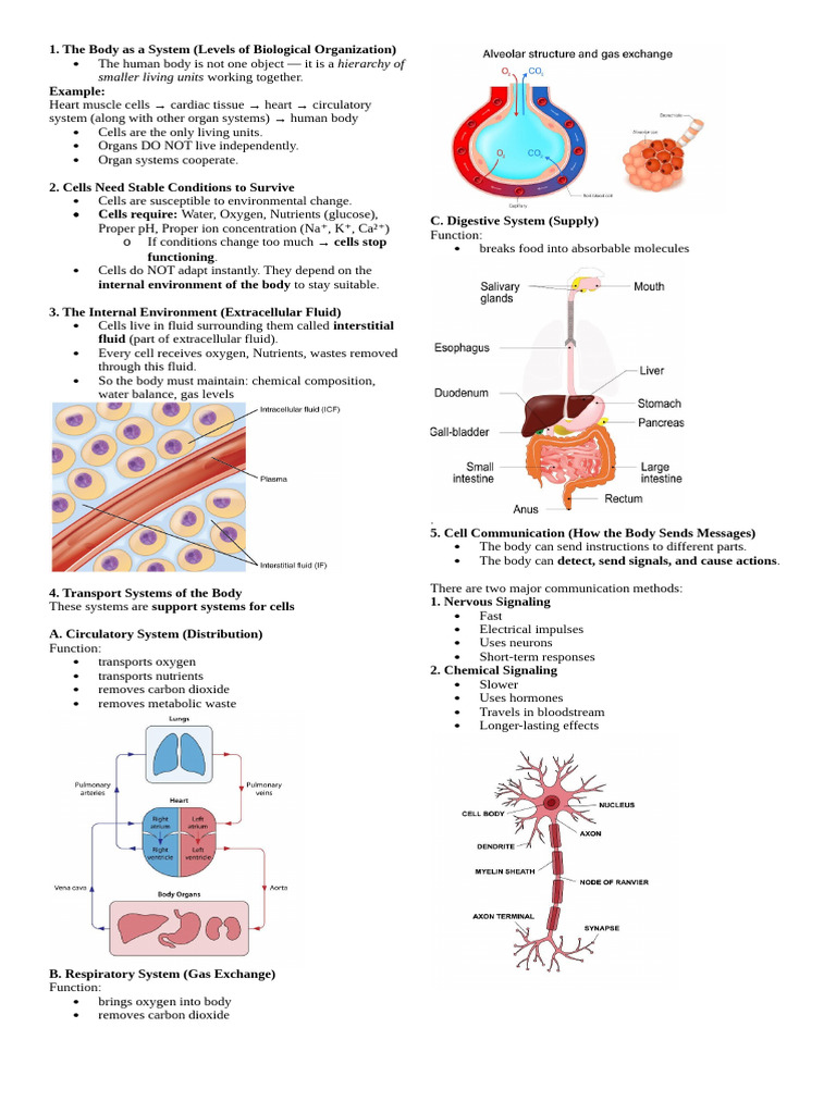Homeostasis Pre-requisite Hand-out | PDF | Human Body | Cell (Biology)