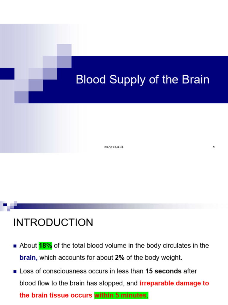 Blood Supply to the Brain Umyu | PDF | Cerebral Cortex | Vein