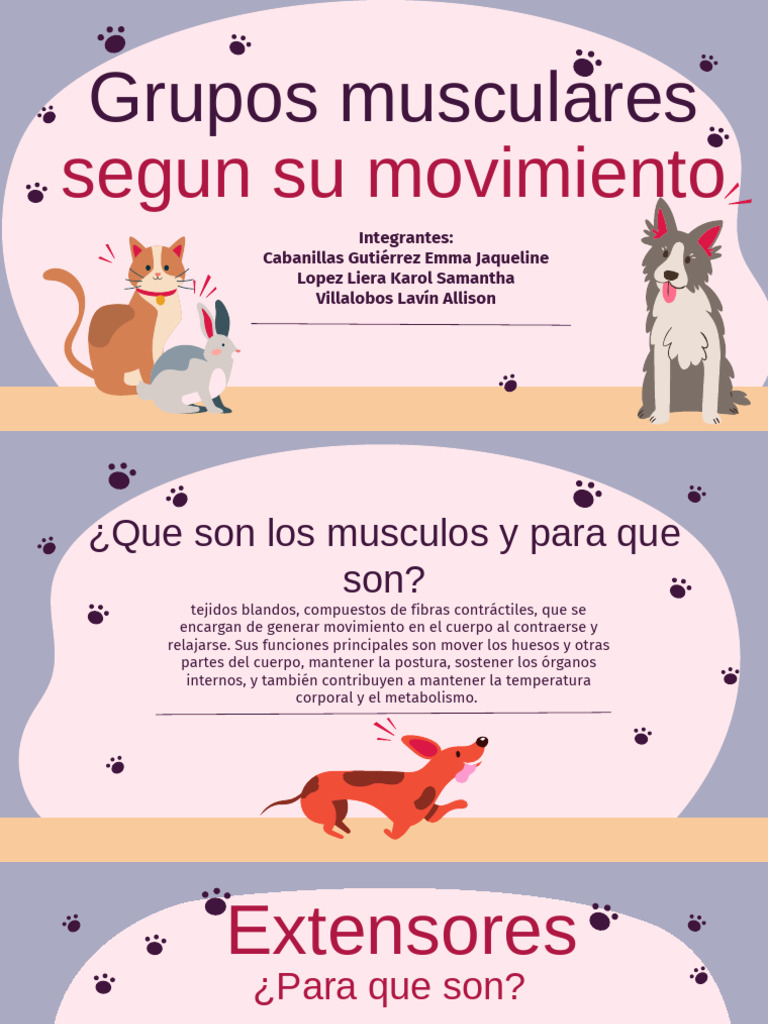 Expo Anatomia.pptx | PDF | Codo | Pelvis