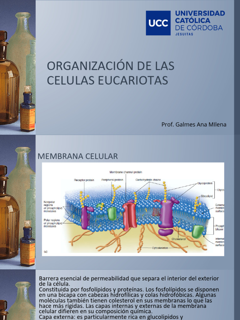 Organización de Las Celulas Eucariotas Unid Ii | PDF | Membrana celular ...