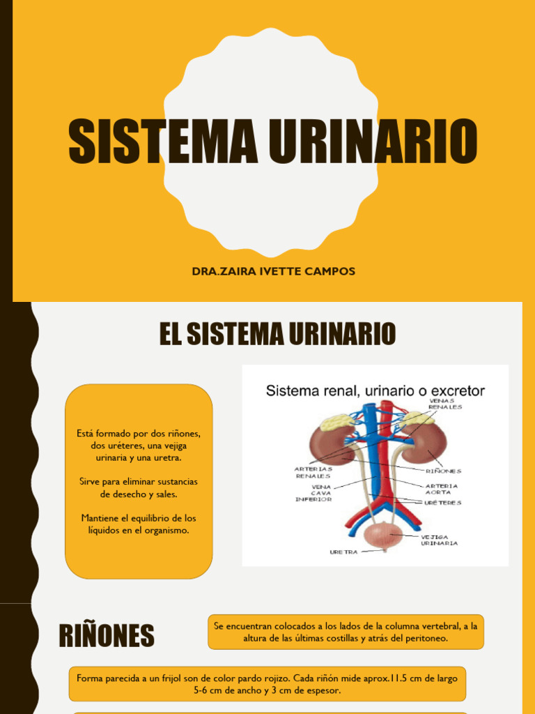 Sistema Urinario Ivq | PDF | Riñón | Sistema urinario