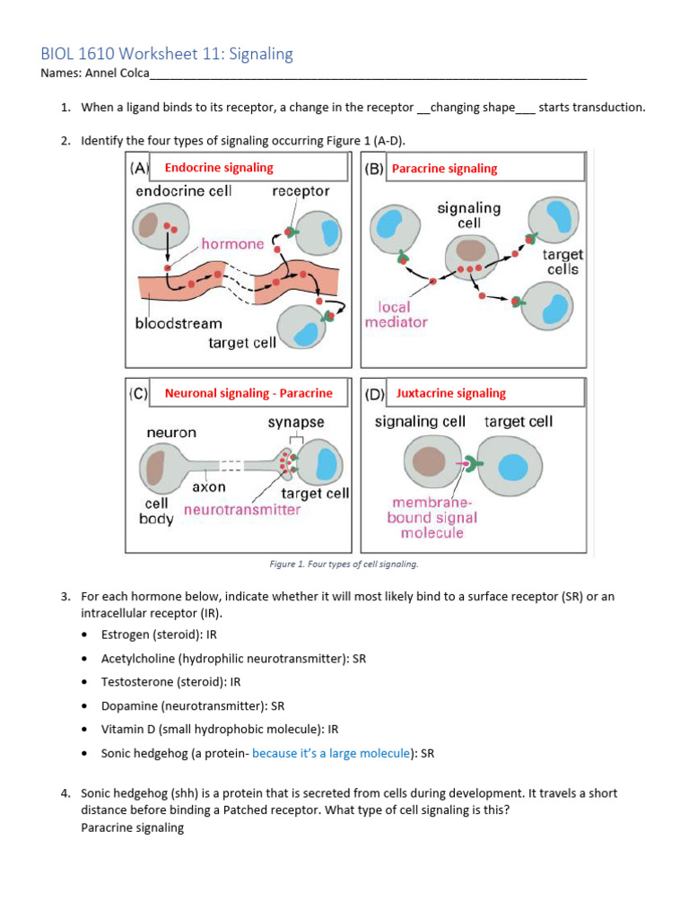 11 Signaling | PDF | Cell Signaling | Signal Transduction