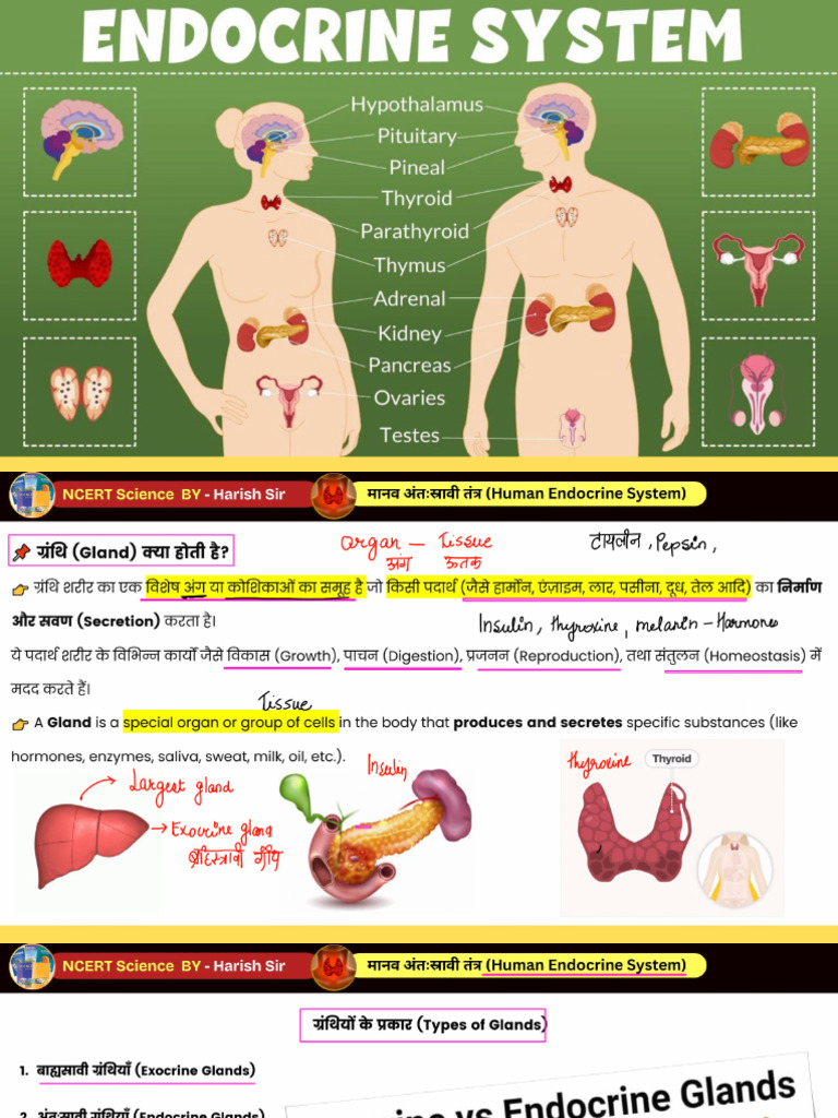 Human Endocrine System PDF | PDF
