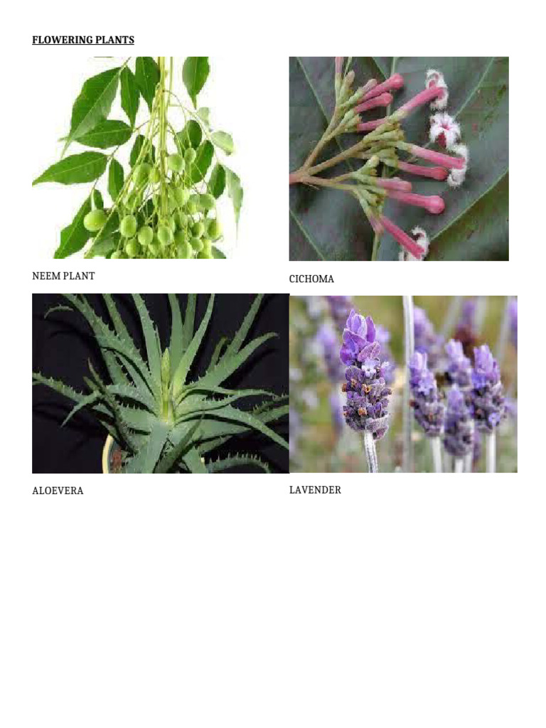 Flowering Plant1 | PDF