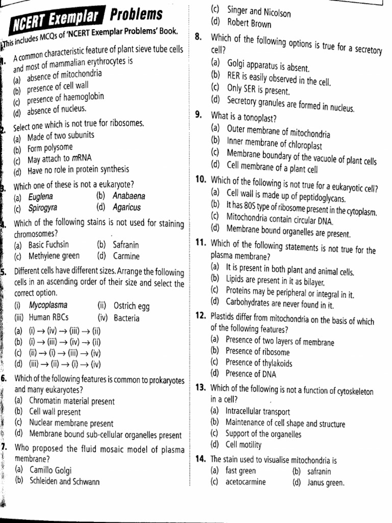 Cell Questions | PDF