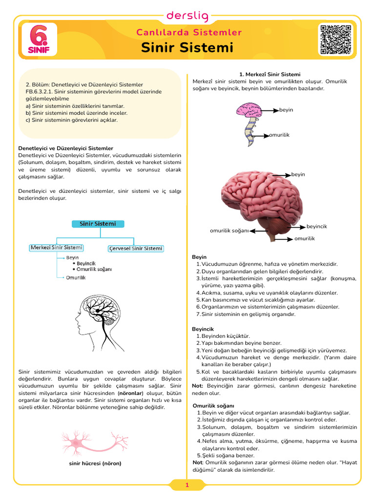 Sinir Sistemi | PDF