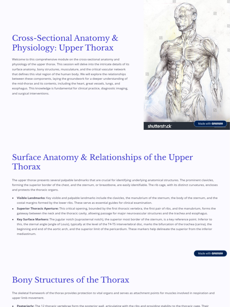 Cross Sectional Anatomy and Physiology Upper Thorax | PDF | Lung | Thorax