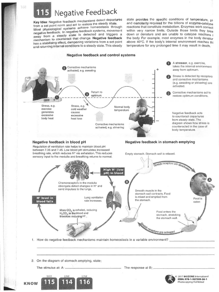 Biozone Worksheet - Neg Pos Feedback and Nervous System | PDF | Nervous ...