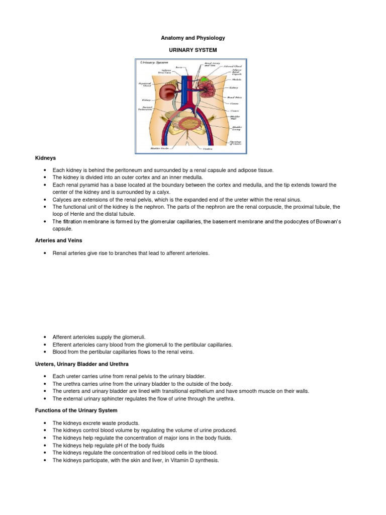 Anatomy and Physiology PDF Heart Valve Kidney