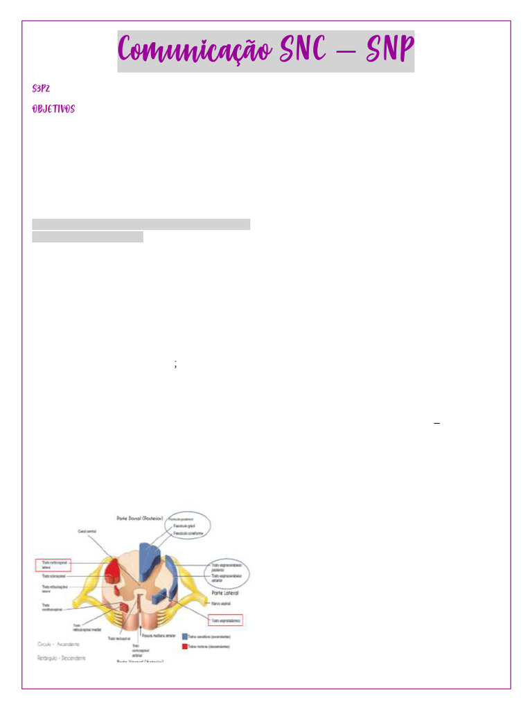 Unicação SNC.S3P2 | PDF | Medula espinhal | Nervo