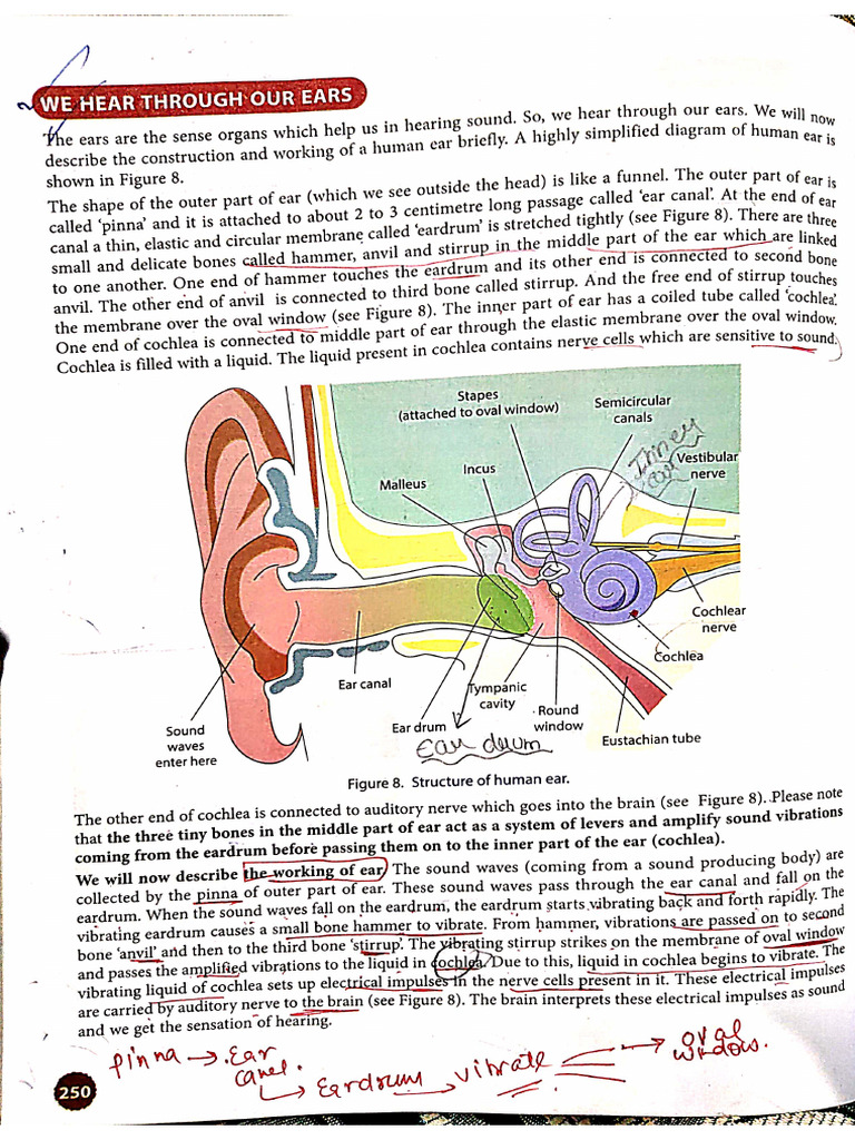 Ear Construction | PDF