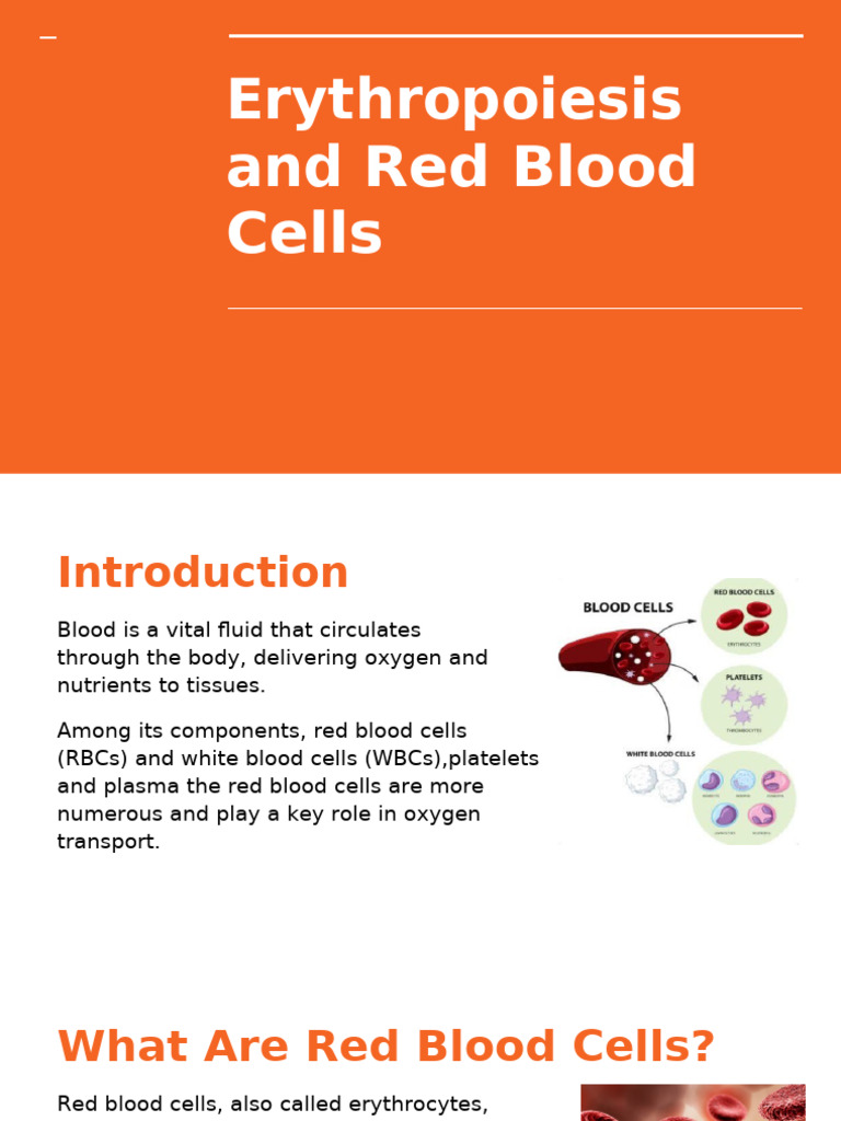 Erythropoiesis and Red Blood Cells - 1st Presentation | PDF | Red Blood ...
