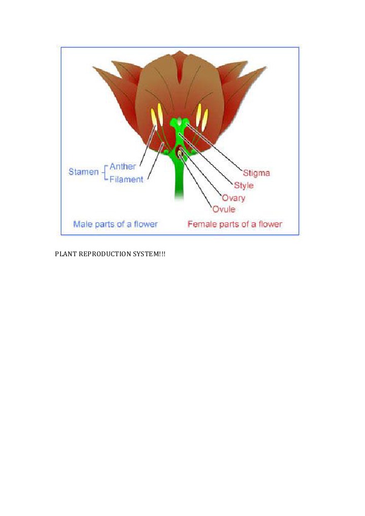 Understanding Plant Reproduction Systems | PDF