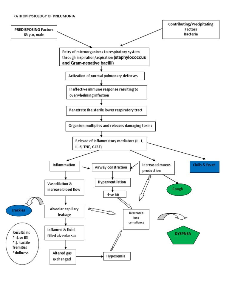 Pathophysiology of Pneumonia