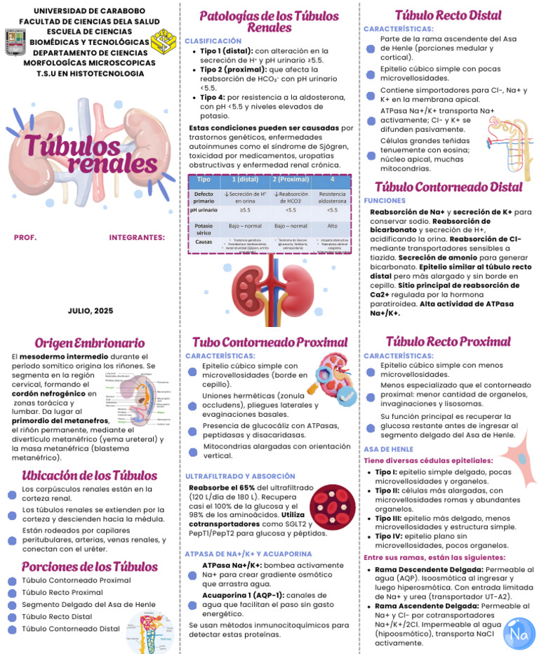 tubulos renales | PDF | Riñón | Especialidades Medicas