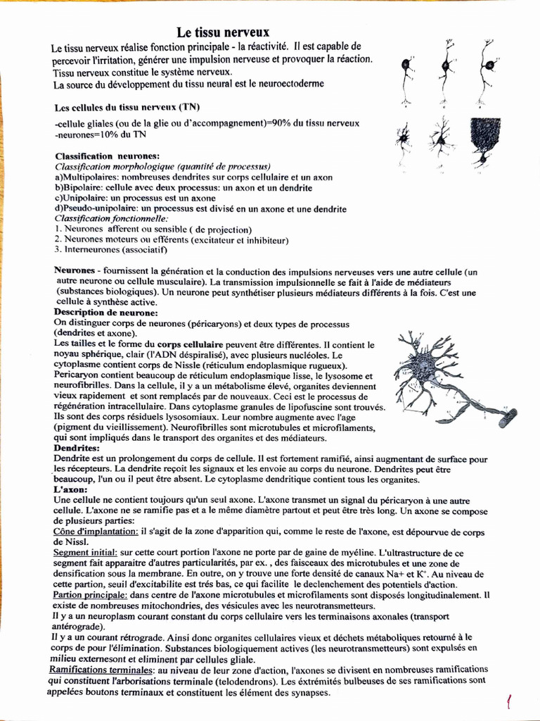 Tissu Nerveux | PDF | Myéline | Axone