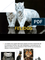 Feli Dos