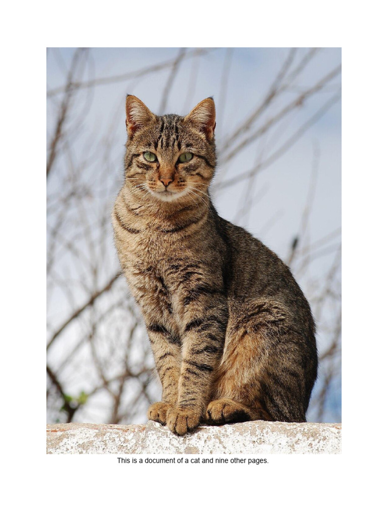 10 page cat doc | PDF